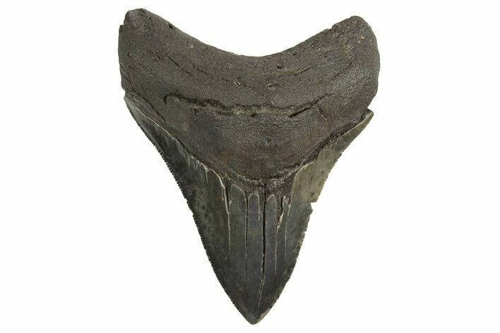 Serrated, Fossil Megalodon Tooth - South Carolina #321229